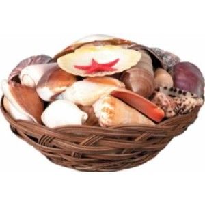 Sea Shell Basket w/40 Sea Shells