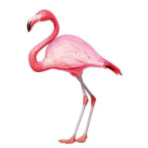 Jointed Flamingo