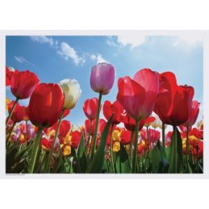 Spring Flowers Placemats Tulips