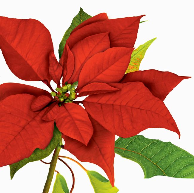 Scarlet Jubilee 3Ply Lunch Napkins Party at Lewis Elegant Party