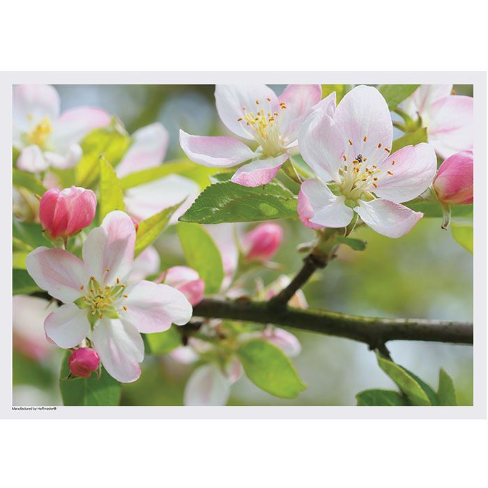 Spring Flowers Paper Placemats 3 Party at Lewis Elegant Party Supplies, Plastic Dinnerware